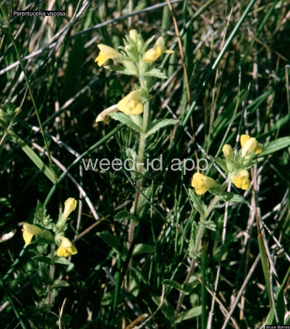 parentucellia, yellow